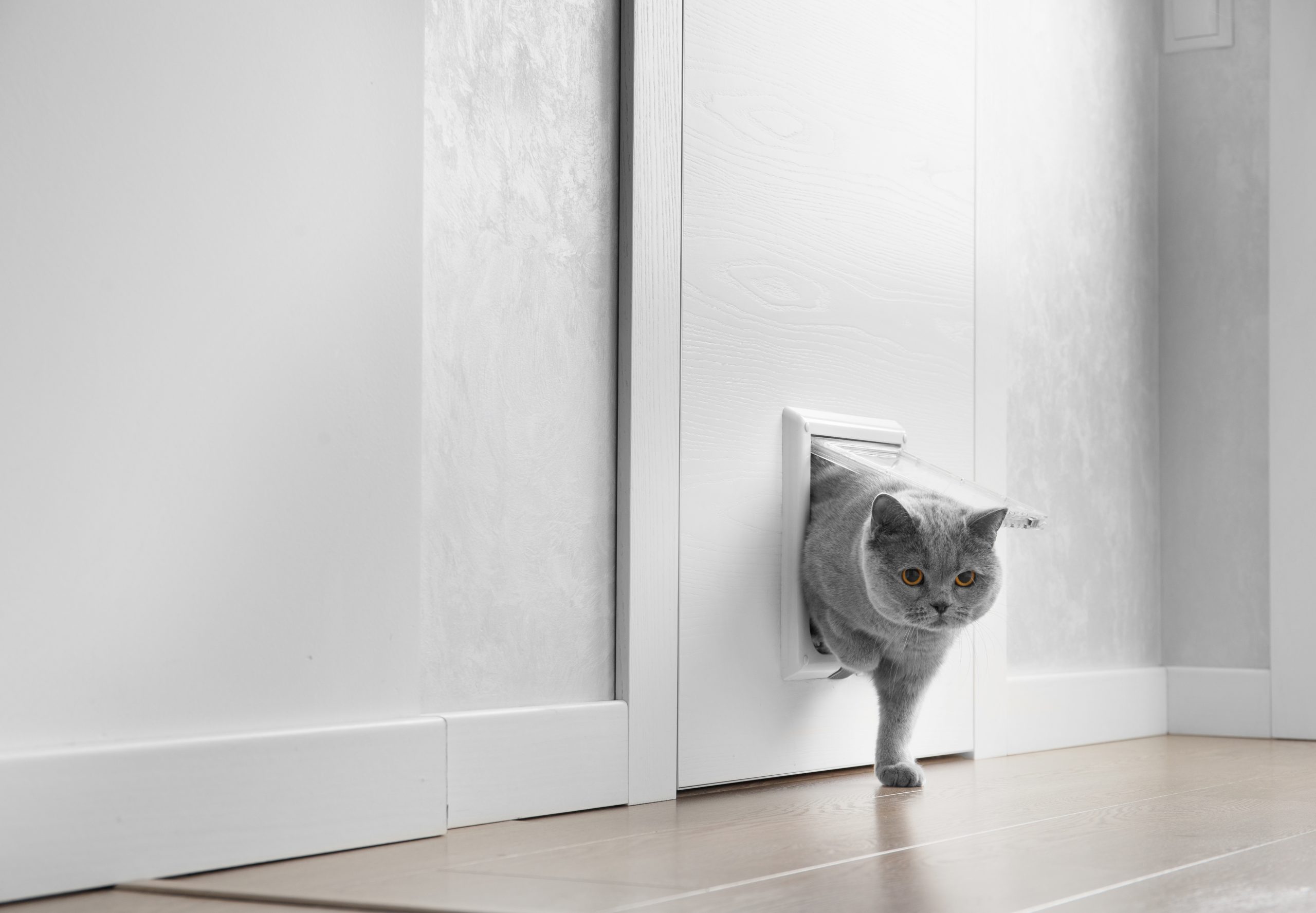uPVC Door with Cat Flap